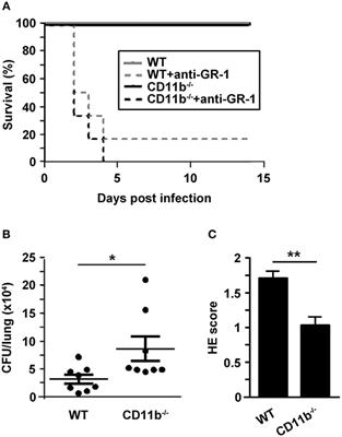 CD11b Regulates Fungal Outgrowth but Not Neutrophil Recruitment in a Mouse Model of Invasive Pulmonary Aspergillosis